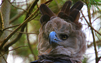 Eagle species admiration, Wildlife graphy, Majestic avian beauty, Nature's guardians HD wallpaper