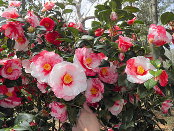 Southern Flowers, white, red, flowers, bush, southern HD wallpaper