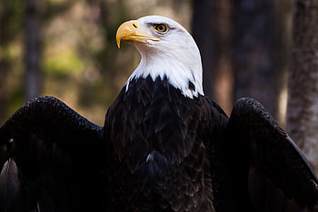 Eagle, Animals, Feather, Bird, Beak, Predator, Bald Eagle, White-Headed Eagle HD wallpaper