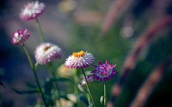 Flowers, Background, Macro, Blur, Smooth, Greens, Field HD wallpaper
