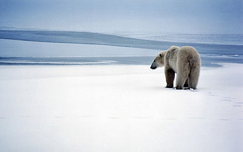 Animals, Snow, Bear, Stroll, Polar Bear HD wallpaper
