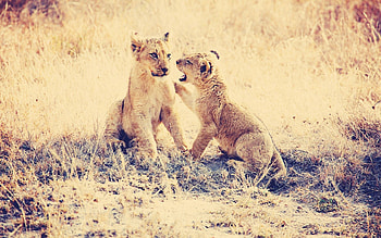 Animals, Grass, Lions, Predators, Young, Playful, Cubs HD wallpaper
