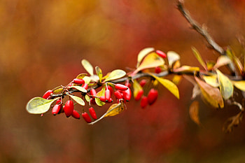 Nature, Autumn, Briar, Blur, Smooth, Branch HD wallpaper