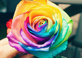 holding the rainbow, colorful, plants, soft, nice, rose, delicate, pretty, petals, bud, nature, flowers, lovely HD wallpaper