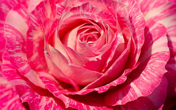 Rose, pink, skin, flower, macro HD wallpaper