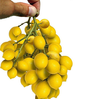 Lemon bunch, lemon, yellow, fruit, funny, bunch, fingers, hand HD wallpaper