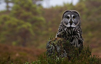 Animals, Owl, Forest, Predator, Stump, Great Gray Owl, Bearded Obscure HD wallpaper