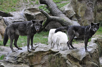 wolves, white, timber, saying, black, , wolf, canislupus, howling, wolf art, wisdom HD wallpaper