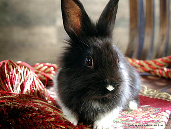 for you mimi bunny for christmas, bunny, mimibunny, a, for HD wallpaper