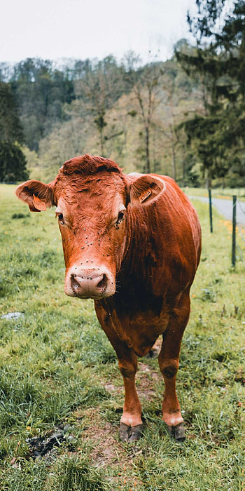 Brown cow , Rustic farm scenes, Countryside beauty, Bovine art HD phone wallpaper
