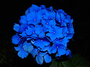Close-up of a vibrant blue hydrangea flower in full bloom against a dark background. HD wallpaper