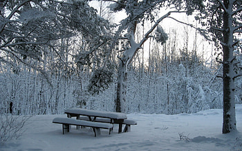 *** Winter in the park ***, winter, white, snow, nature, park HD wallpaper