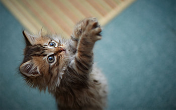 Animals, Fluffy, Kitty, Kitten, Game, Paws, Fur HD wallpaper