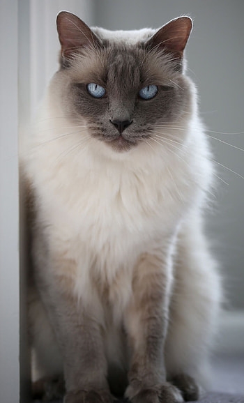 Balinese Cat, Hypoallergenic feline breed, Balinese cat names, Cat lover's suggestions HD phone wallpaper