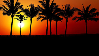Sunset, palm tree, silhouette HD wallpaper