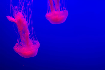 Animals, Pink, Jellyfish, Glow, Underwater World HD wallpaper