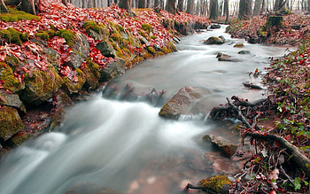 Nature, Autumn, Leaves, Forest, Creek, Brook HD wallpaper