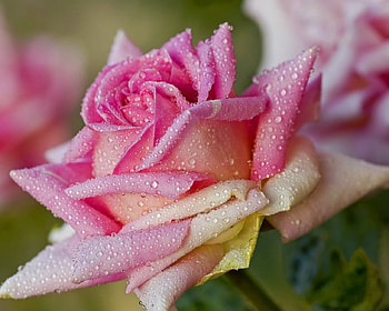 Morning Dew, morning, petals, drops, nature, flowers, dew, macro HD wallpaper