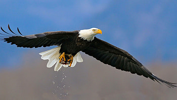 American eagle , Patriotic symbol, beauty, National pride HD wallpaper