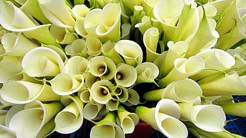 Calla Lily, , Blossoming elegance, Natural beauty HD wallpaper