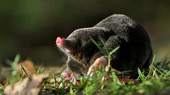 Mole , Mole visuals, Mole art, Mole backgrounds HD wallpaper
