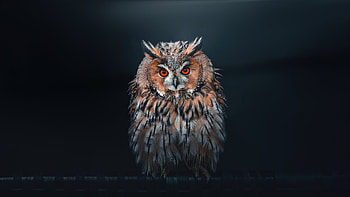 Owl Looking At Viewer, owl, birds HD wallpaper