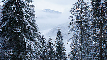 Snow Covered Frozen Trees Mountains With Fog Snow Field Nature HD wallpaper