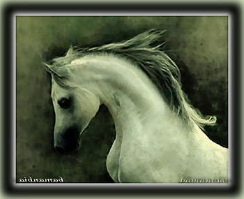 Rebellious, rebellious horse, beautiful horse, beautiful HD wallpaper