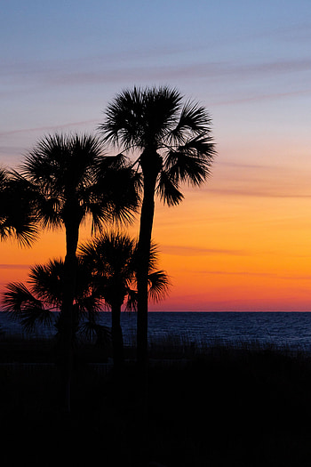 Nature, Trees, Sunset, Sky, Palms, Horizon, Dark, Branches HD phone wallpaper