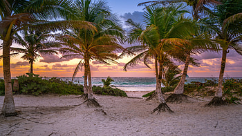 Palm Trees Bushes On Beach Sand Ocean Waves Background Under Blue Sky During Sunset Nature HD wallpaper