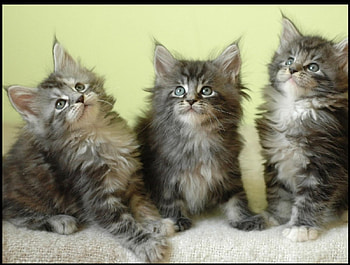 cute trio, cats, cute, trio, animals HD wallpaper