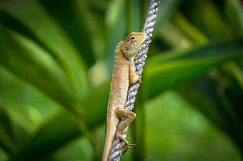 Animals, Lizard, Reptile, Scales, Scale HD wallpaper