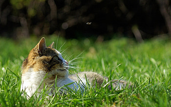 Animals, Grass, Cat, To Lie Down, Lie, Muzzle, Spotted, Spotty HD wallpaper