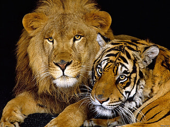 Animals, Lions, Tigers HD wallpaper