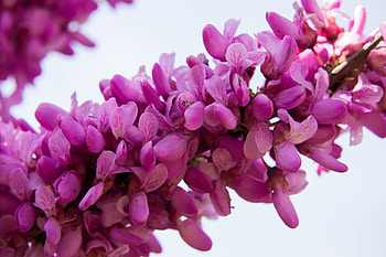 Flowers, Branch, European, European Scarlet HD wallpaper
