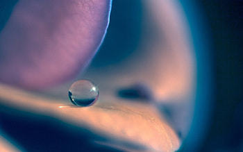 Closeup of a Waterdrop, drop, abstract, waterdrop, flower, nature, droplet HD wallpaper