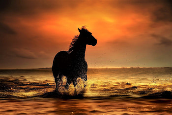 Sunset, coast, sea waves, horse, run HD wallpaper
