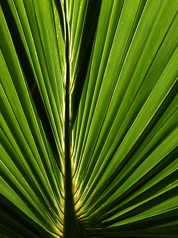 Macro, Close-Up, Palm, Leaflet HD phone wallpaper