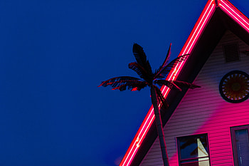 Miscellanea, Miscellaneous, Palm, Neon, Illumination, Backlight, Roof HD wallpaper
