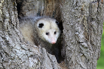 Possum and opossum, Cute animal , Reader's Digest collection, Heartwarming wildlife HD wallpaper