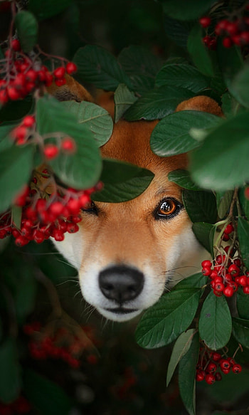 Shiba Inu, Animal shiba inu HD phone wallpaper