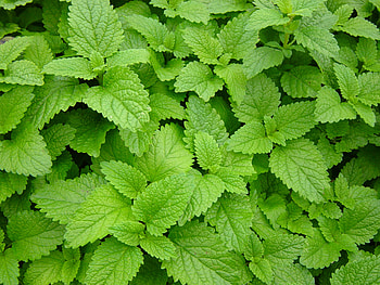 Healing kitchen herbs, DIY ointments, Spirited Table, Natural ingredients HD wallpaper