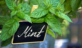 Indoor and outdoor mint, Growing guide, Organic gardening, Soil and sunlight HD wallpaper