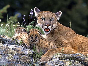 puma family, cats, puma, mountainlion, animals HD wallpaper