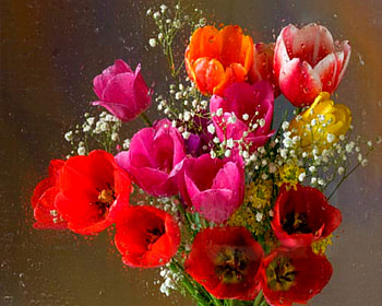 Lovely flowers, nature, flowers, blooms, petals HD wallpaper
