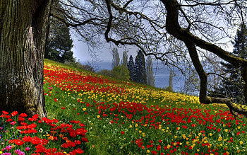 Nature, Flowers, Trees, Grass, Summer HD wallpaper