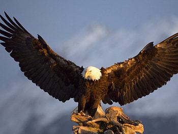 Mighty Eagle, wings, strong, nature, raptor, bald eagle HD wallpaper