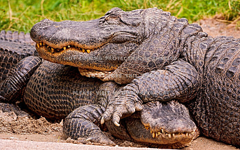 Couple, Crocodiles HD wallpaper