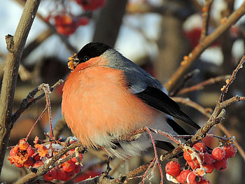 Animals, Berries, Bird, Rowan, Bullfinch HD wallpaper