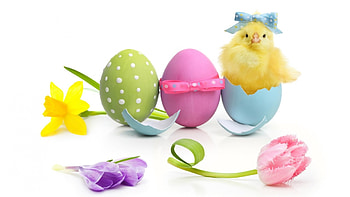 Easter Chick N Eggs, Easter, chick, flowers, spring, eggs HD wallpaper